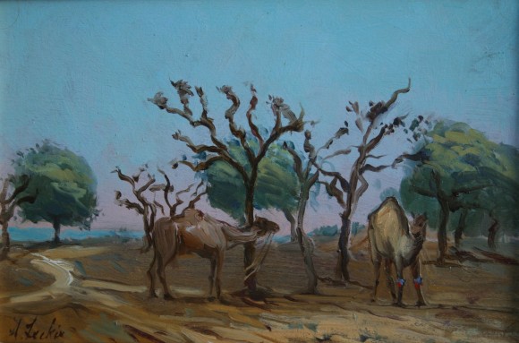 Camels, Rajasthan